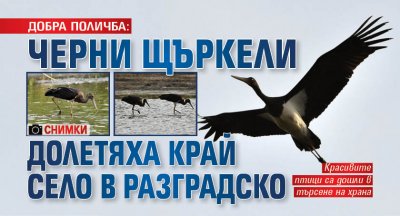 ДОБРА ПОЛИЧБА: Черни щъркели долетяха край село в Разградско (СНИМКИ)