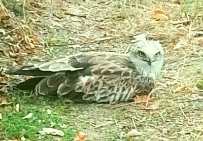 Откриха прострелян орел в безпомощно състояние край Плевен