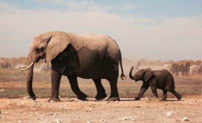 Нова бактерия е покосила шестте слона в Зимбабве през 2020 г.