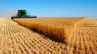 Нашенци "приземиха" цените на зърното, продават го в Африка