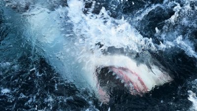 Издирват сърфист, чието тяло е видяно в устата на акула в Австралия