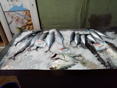 Турски паламуд заля рибната борса в Бургас На сергиите на