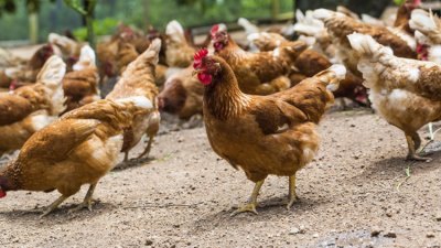 385 000 кокошки трябва да бъдат умъртвени и загробени безопасно край