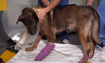 Съдът пусна обвинения за побоя над кучето Мечо