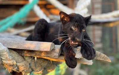 Черна пантера е най новият обитател на зоопарка в Бургас Това