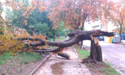 Дъждът в София повали 2 дървета и задръсти шахти