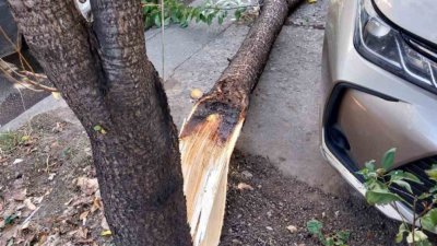 Близо 60 сигнала са подадени и в Пловдив за паднали дървета