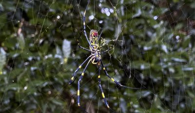 Азиатски летящи паяци с размер на човешка длан се разпространяват