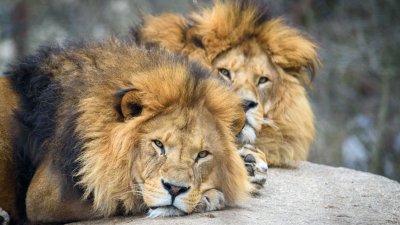 Убиха десет лъва в Кения