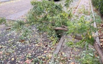 Отново: Буря събори дървета в Бургас