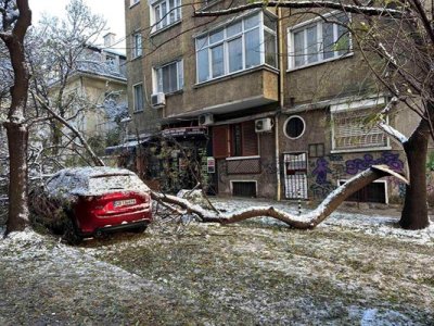 Стотици клони са приклещили паркираните автомобили в центъра на София