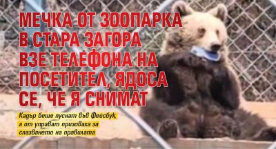 Мечка от зоопарка в Стара Загора взе телефона на посетител, ядоса се, че я снимат