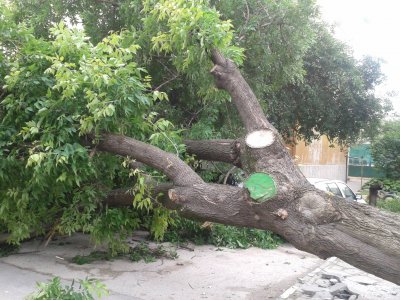 Осъдиха Столична община да плати 100 000 лева за смъртта от паднало дърво на Цветан Цветанов