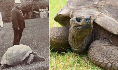 Най-старото животно в света отпразнува 191-и рожден ден (ВИДЕО)