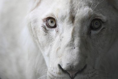Три бели лъвчета  рядка разновидност на лъва  са се родили тази