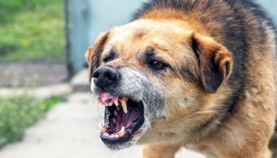 Родители недоволстват заради бездомни кучета във Варна след като 3 годишно