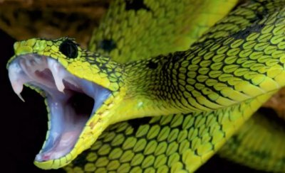Черепите на змиите показват как те се адаптират към плячката