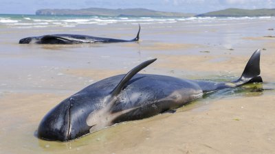 Група от 34 кита гринди са открити мъртви след като