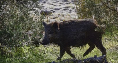 Първи случай на африканска чума по свинете в Габровско