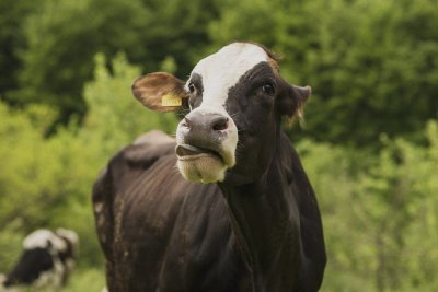 Откачена крава предизвика полицейско преследване в Германия