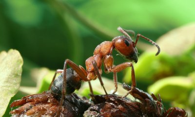 Мравките лекуват растенията с естествени антибиотици, когато ги полазват