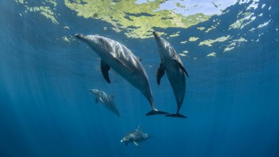 Климатичните промени сериозно застрашават китовете и делфините