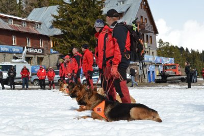 Десет екипа от спасителни кучета тренират усилено за да се