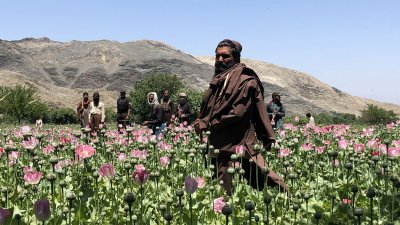 Афганистан вече не е лидер в производството на опиум