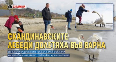 Скандинавските лебеди долетяха във Варна (СНИМКИ)