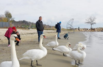 Скандинавските лебеди които всяка зима пристигат и остават на плажа