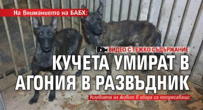 На вниманието на БАБХ: Кучета умират в агония в развъдник (Видео с тежко съдържание)