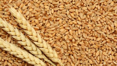 Цените на основните зърнени стоки отново поеха надолу тази седмица