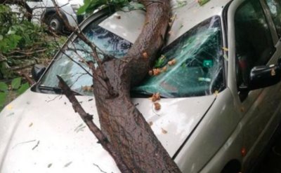 Дърво се стовари върху кола край Банско, едва не уби пътниците