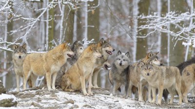 ЕК се готви да разреши лова на вълци