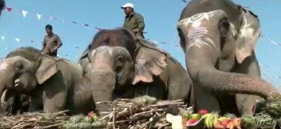 Десетки питомни слонове в Непал получиха почивен ден в края