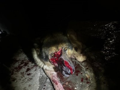 УЖАС: Психопат сече кучета с брадва във Варна 
