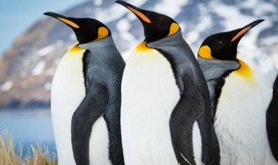 Птичият грип ще причини огромни щети из Антарктида