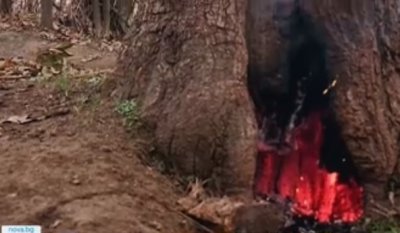 Младежи подпалиха дърво с пиратки в Пловдив Това се е