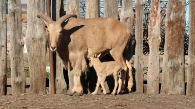 Бургаският зоопарк се сдоби с нов представител гривест козирог