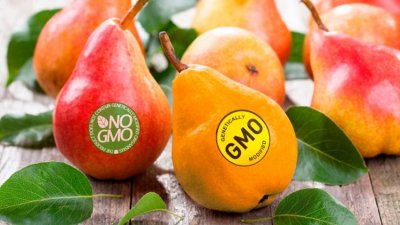 НПО-та искат кабинетът да се обяви категорично против ГМО