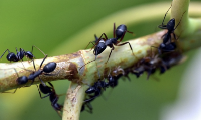 Мравки произвеждат животоспасяващи антибиотици за лечение на инфектирани рани