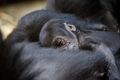 Зоологическата градина в Прага посрещна бебе от рядък вид горила