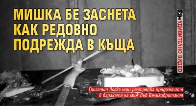 Мишка бе заснета как редовно подрежда в къща (удивително видео)