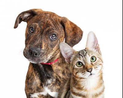 Прокуратурата разпореди проверка на сигнал за отровени кучета и котки в кв Запад