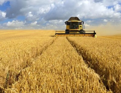 Министър Кирил Вътев: Субсидии за зърнопроизводители - да, но само според загубите