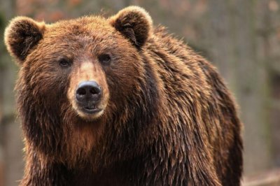 Група мигранти е била нападната от мечка близо до град