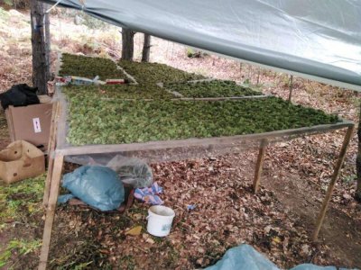 Полицията в Перу изненадващо се натъкна на оранжерия за канабис