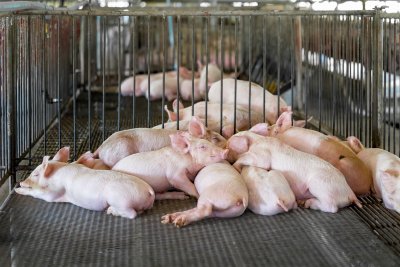 Умъртвиха 300 свине в Сърбия заради африканска чума