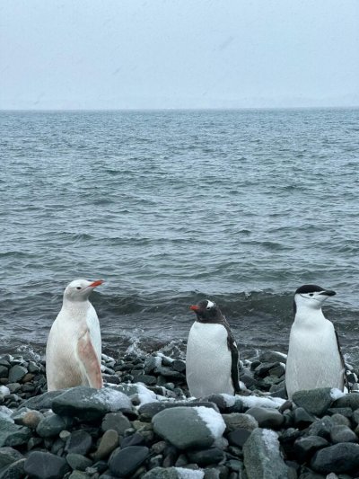 Рядък снежнобял пингвин е забелязан на Антарктида