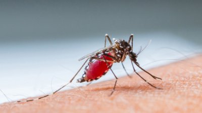 Четири случая на тежка малария са установени в Румъния при